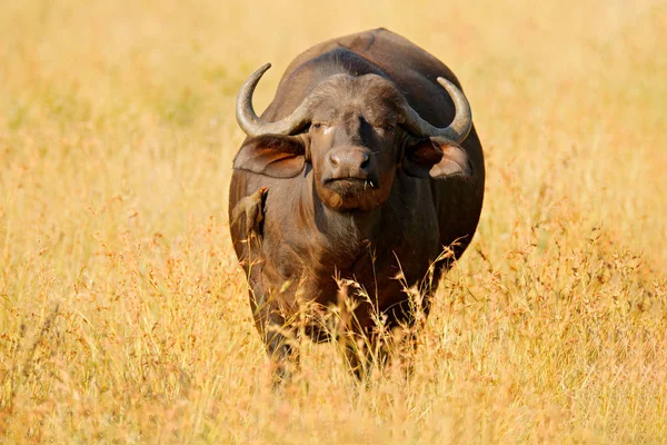 Eerste Kafferbuffel Cyncerus Djaffer Staande Rivieroever Met Groen Gras Moremi — Stockfoto