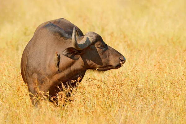 Eerste Kafferbuffel Cyncerus Djaffer Staande Rivieroever Met Groen Gras Moremi — Stockfoto