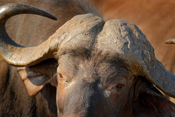 Dettaglio Della Testa Cornea Toro Nella Savana Kruger National Park — Foto Stock