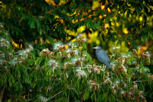 Pássaro Flores Florescer Garça Sentada Galho Little Blue Heron Egretta — Fotografia de Stock