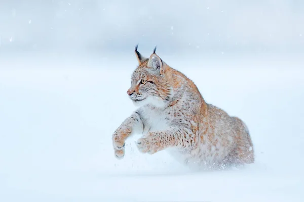 Lince Eurasiatica Esecuzione Gatto Selvatico Nella Foresta Con Neve Scena — Foto Stock