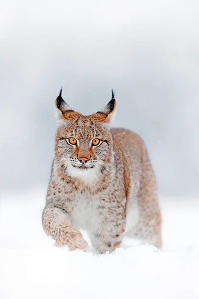 雪と森のウォーキング 野生の猫をヨーロッパオオヤマネコ 冬の自然から野生動物のシーン 生息地 冷たい状態でかわいい大きな猫です 美しい動物の野生のオオヤマネコ ドイツと雪に覆われた森 — ストック写真