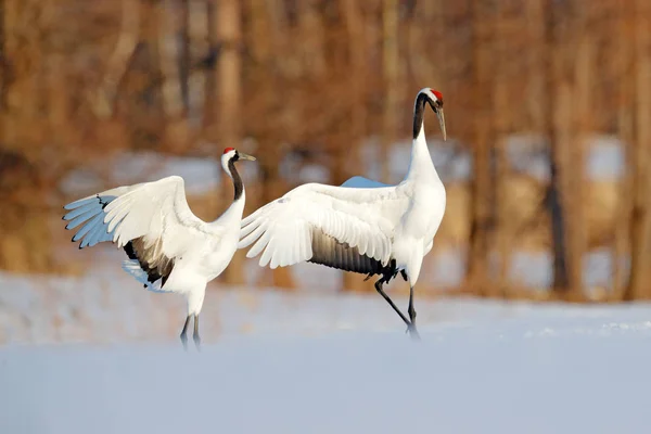 Snow Dance Nature Wildlife Scene Snowy Nature Cold Winter Snowy — Stock Photo, Image