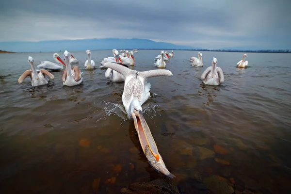 Suda Kuş Avlar Tepeli Pelikan Lake Kerkini Yunanistan Pelecanus Crispus — Stok fotoğraf