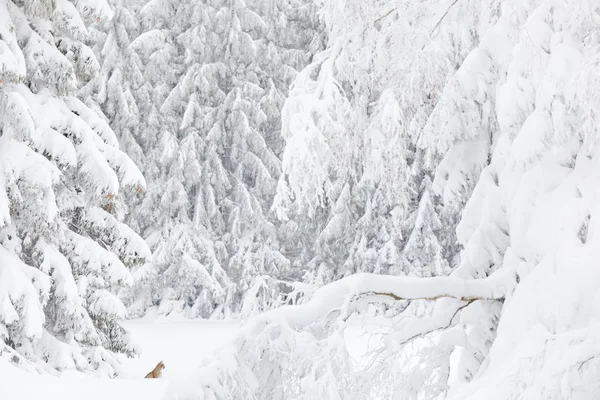 欧亚山猫走着 野猫在森林里下着雪 野生动物场景从冬季自然 可爱的大猫栖息 寒冷的条件 雪森林与美丽的动物野生山猫 — 图库照片