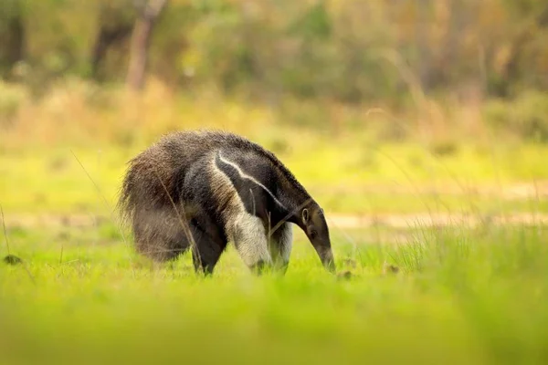 Муравьед Милое Животное Бразилии Гигантский Anteater Myrmecophaga Tridactyla Животное Длинным — стоковое фото