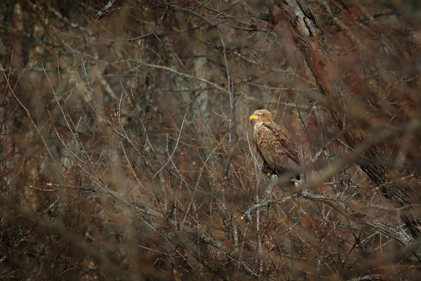 Eagle hidden in the tree. Big bird of prey White-tailed Eagle sitting on the tree with nice sun light. Eagle in winter vegetation, Hokkaido, Japan.