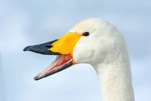 Whooper Swan Cygnus Cygnus Retrato Bico Detalhe Pássaro Com Bico — Fotografia de Stock