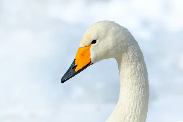 Whooper Swan Лебедь Лебедь Подробно Билл Портрет Птицы Черным Желтым — стоковое фото