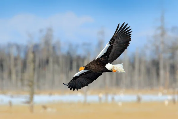 Aquila Mare Steller Haliaeetus Pelagicus Rapace Volante Con Foresta Sullo — Foto Stock