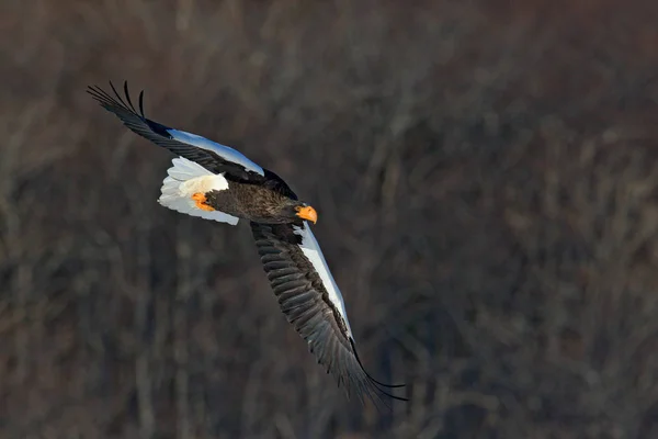 Águia Marinha Steller Haliaeetus Pelagicus Ave Rapina Voadora Com Floresta — Fotografia de Stock