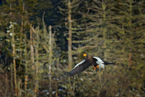 Águia Marinha Steller Haliaeetus Pelagicus Ave Rapina Voadora Com Floresta — Fotografia de Stock