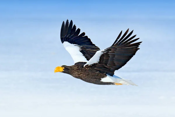 Stellers Sea Eagle Haliaeetus Pelagicus Flygande Rovfågel Med Skogen Bakgrunden — Stockfoto