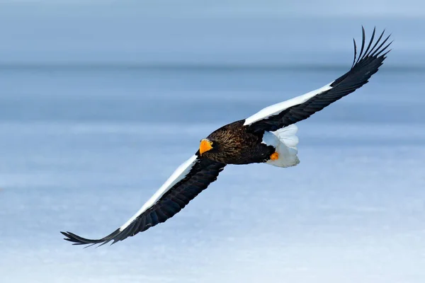 Der Seeadler Haliaeetus Pelagicus Fliegender Greifvogel Mit Wald Hintergrund Hokkaido — Stockfoto