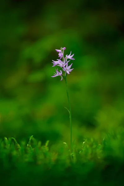 Neottianthe Cucullata Orquídea Forma Capucha Flor Rosa Hábitat Del Bosque — Foto de Stock