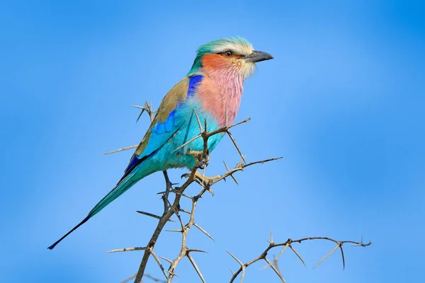 Krásný Africký Pták Detailní Portrét Detail Portrét Krásného Ptáka Šeřík — Stock fotografie