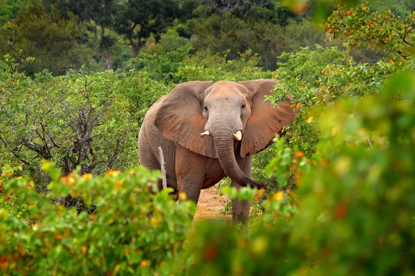 Elefantenwanderung Grünen Wald Riesige Säugetier Natur Lebensraum Vegetation Mit Tress — Stockfoto