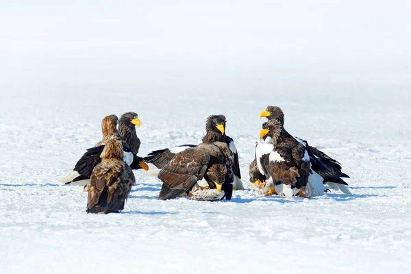 Adlergruppe Auf Dem Eis Der Seeadler Haliaeetus Pelagicus Stammt Aus — Stockfoto