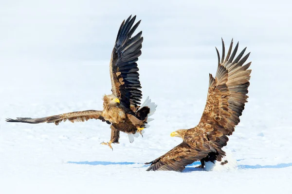 Winter Scene Two Birds Prey Flying White Tailed Eagle Haliaeetus — Stock Photo, Image