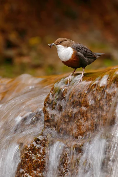 Skorec Vodní Skorec Vodní Hnědý Pták Bílým Hrdlem Řece Vodopád — Stock fotografie