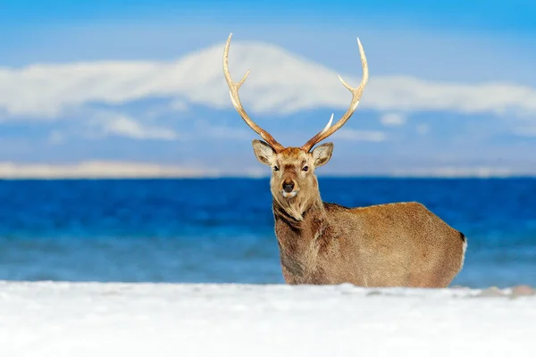 Σκηνή Άγριας Φύσης Από Την Χιονισμένη Φύση Ελάφια Sika Χοκάιντο — Φωτογραφία Αρχείου