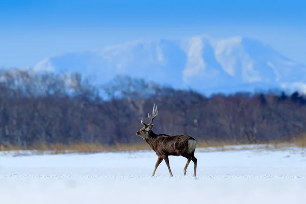 Hokkaido Sika Cervo Cervus Nippon Yesoensis Sul Prato Innevato Montagne — Foto Stock