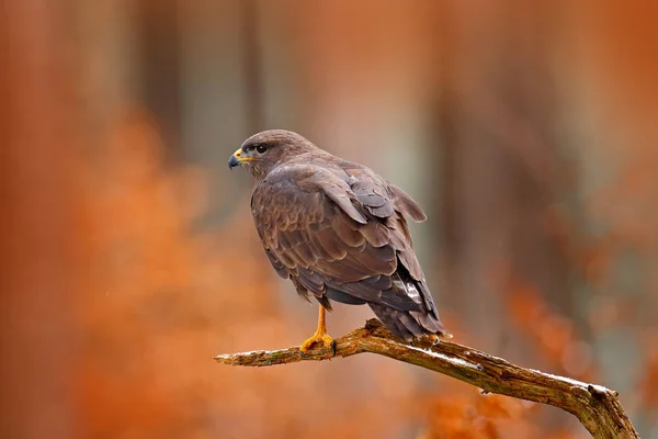 Herbst Wildtier Greifvogel Mäusebussard Buteo Buteo Sitzt Auf Nadelbaum Zweig — Stockfoto