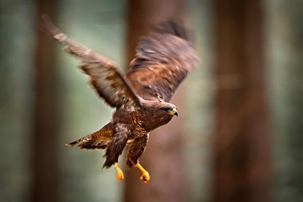 Осінній Дикої Природи Хижий Птах Канюк Звичайний Buteo Buteo Вищий — стокове фото