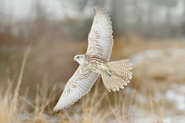 Gyrfalcon Falco Rusticolus Bird Prey Fly Flying Rare Bird White — Stock Photo, Image