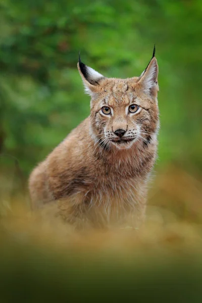 Passeio Lince Eurasiano Gato Selvagem Alemanha Bobcat Entre Árvores Carnívoro — Fotografia de Stock