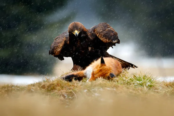 Golden Eagle Nutre Uccidere Red Fox Nella Foresta Durante Pioggia — Foto Stock