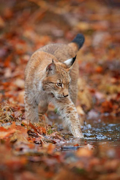 オレンジ色の秋の森のリンクス 水の中歩いてユーラシア野生の猫 自然の生息地でチェコ語 ヨーロッパのリンクス 秋の自然から野生動物の行動シーン — ストック写真