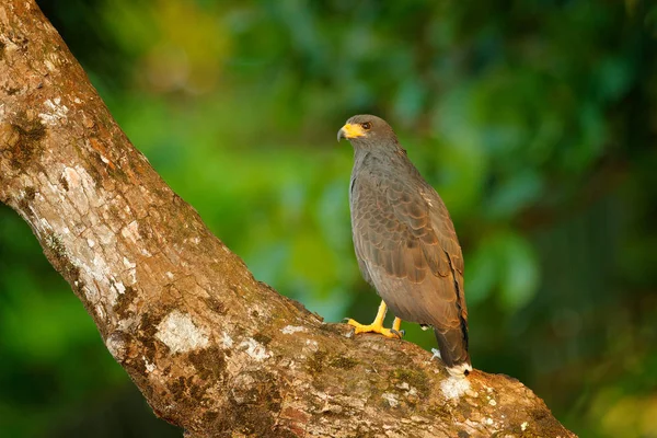 Mangrove Black Hawk, Buteogallus subtilis, large bird found in Central and South America. Wildlife scene from tropical nature. Hawk in nature habitat.