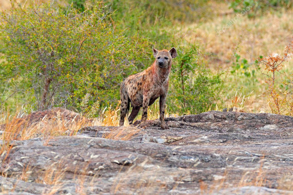 Hiena manchada, Crocuta crocuta, en la montaña de piedra gris