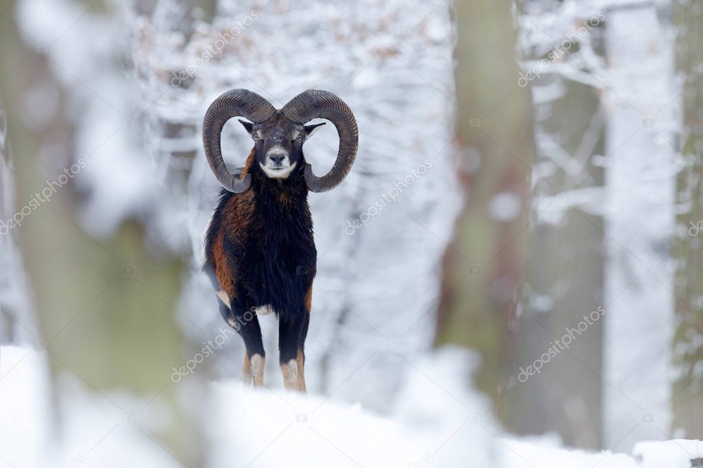 Snowy winter in forest. Animal Mouflon, Ovis orientalis, horned animal in nature habitat. Close-up portrait of mammal with big horns, Czech Republic. Cold snowy tree vegetation, white nature.