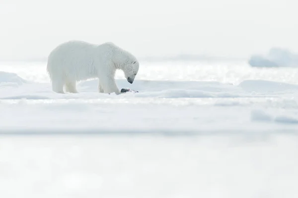 北极熊与死亡的海豹 在挪威斯瓦尔巴 白熊吃着飘落的冰 血淋淋的自然与大动物 有海豹尸体的危险动物北极野生动物 动物喂养行为 — 图库照片