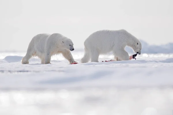 Two Polar Bears Killed Seal White Bear Feeding Drift Ice — Stock Photo, Image