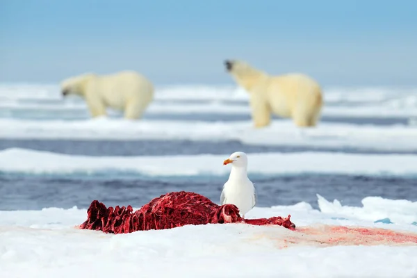 Dangerous Bears Sitting Ice Beautiful Blue Sky Polar Bear Drift — Stock Photo, Image