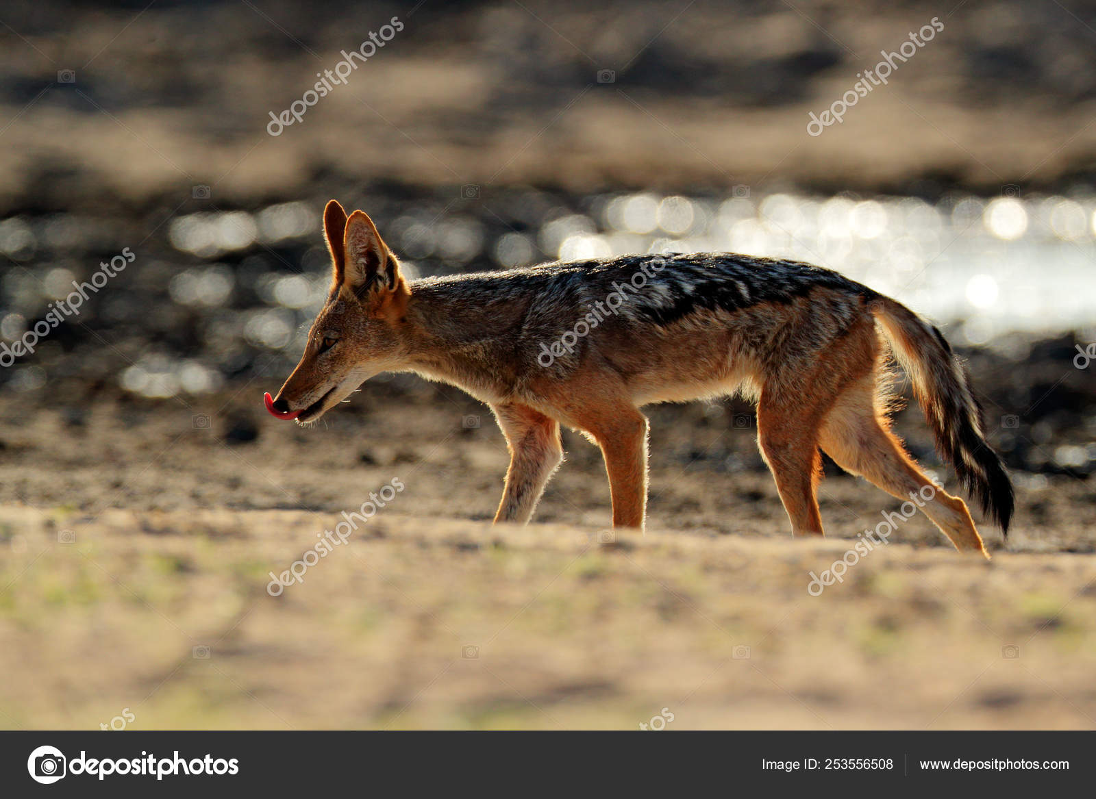 Download Jackal Evening Sunlight Black Backed Jackal Canis Mesomelas Free HD Wallpaper Jackal Evening Sunlight Black Backed Jackal Canis Mesomelas Desktop Wallpaper