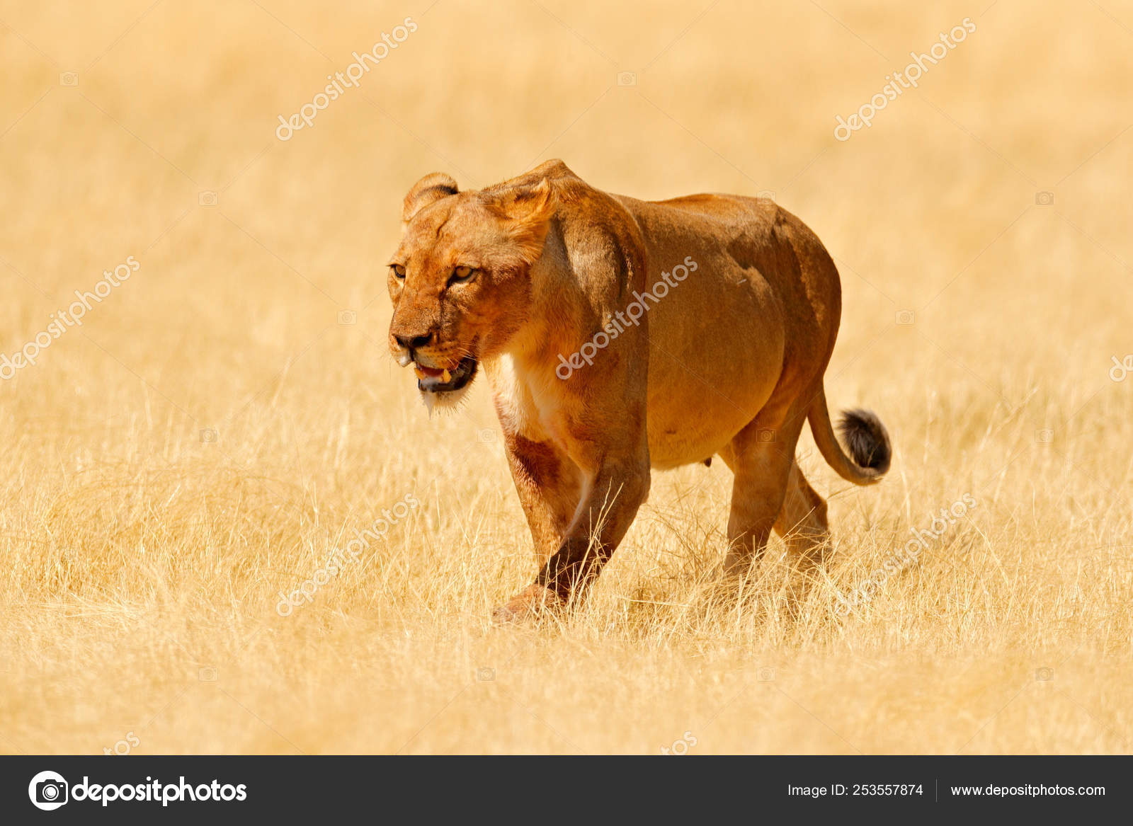 Big Angry Female Lion Etosha Namibia African Lion Walking Grass Stock Photo by ©OndrejProsicky 253557874 Big Angry Female Lion Etosha Namibia African Lion Walking Grass Stock Photo by ©OndrejProsicky 253557874