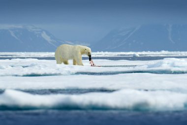 Buzun üzerinde oturan tehlikeli ayı, güzel mavi gökyüzü. Kutup ayısı Norveç denizinde kar ve suyla sürükleniyor. Doğa habitatındaki beyaz hayvan, Avrupa. Doğadan vahşi yaşam sahnesi. 