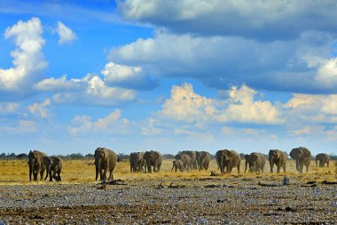 Büyük Afrika filler, mavi gökyüzü ve beyaz bulutlar, Etocha NP, Namibya Afrika. Çakıllı kumlu elepaht, Kuru mevsim. Yaban hayatı sahne i nKayıt doğa.