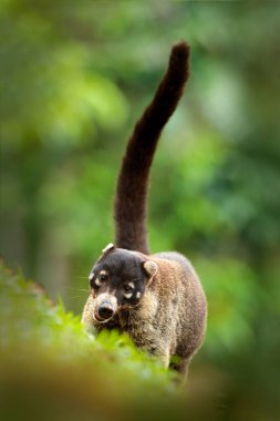 Beyaz burunlu Koati, Nasua naritası, yeşil çim habitatı Ulusal Park Manuel Antonio, Kosta Rika. Ormandaki hayvanlar. Doğadaki memeliler. Kosta Rika 'dan gelen hayvanlar. Çok uzun kuyruk.