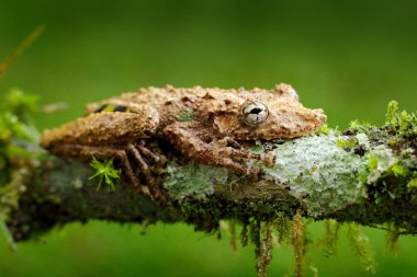 Scinax boulengeri, Boulenger'ın burunlu Treefrog, teneke gibi amfibi kırmızı çiçek. doğa ortamında. Kosta Rika, tropik orman gelen kurbağa. Ormanda, Güney Amerika'dan egzotik hayvan güzel hayvan.