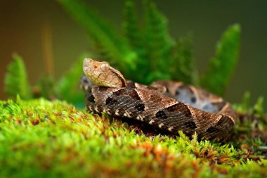 Bothrops atrox, Fer-de-lance in nature habitat. Common Lancehead viper, in tropical forest. Poison snake in the dark jungle. Detail of rare snake from Costa Rica. clipart