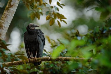 Akbaba Kosta Rika tropik ormanda ağaçta oturuyor. Kuş kara akbaba, Coragyps atratus, Kuş Habitat siyah. Yaban hayatı sahne doğadan.