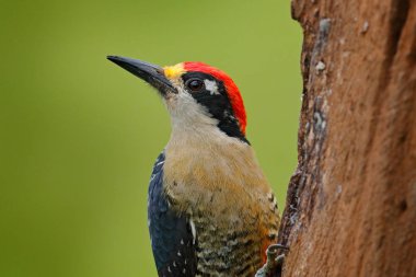 Ağaç gövdesi ile iç içe geçmiş delik, kuş doğa ortamlarında Kosta Rika üzerinde oturan ağaçkakan Kosta Rika, Siyah yanaklı ağaçkakan, Melanerpes chrysogenys, dan. Güney Amerika'da kuş gözlem.