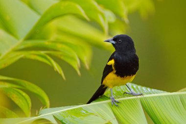 Siyah-cowled Oriole, ıcterus prosthemelas, yeşil palmiye dalı üzerinde oturuyor. Doğa habitatına tropik kuş. Kosta Rika 'da yaban hayatı. Koyu yeşil orman ormanda sarı siyah dağ kuşu.
