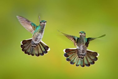 Kuş kavgası. Uçan kadın Hummingbird Beyaz yaka Jacobin, Florisuga mellivora, Kosta Rika, açık yeşil arka plan. Eylem yaban hayatı sahne itibaren Tropic doğa. 