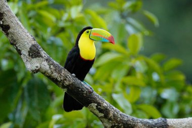 Toucan ormanda şube, yeşil bitki örtüsü, Kosta Rika oturuyor. Doğa Merkezi Amerika 'da seyahat. İki Keel gagalı toucan, Ramphastos sulfuratus, büyük fatura ile kuş çifti. Yaban hayatı.